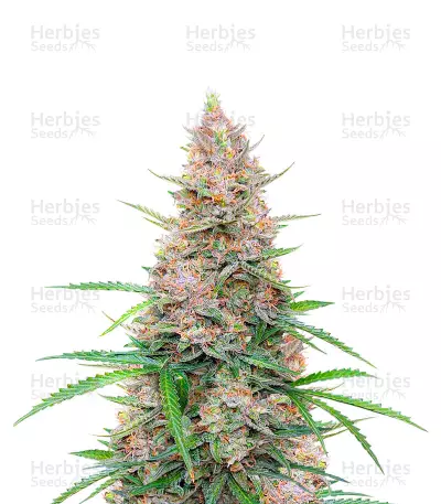 Sour Jealousy Auto feminisierte Samen (Fast Buds)